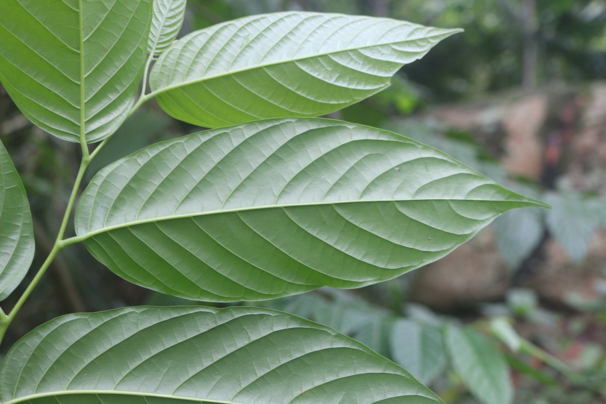 Cananga odorata (Lam.) Hook.f. & Thomson